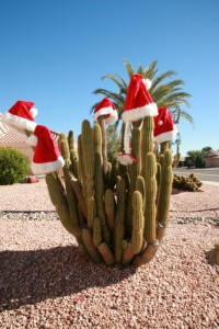 Cactus with Santa Hats